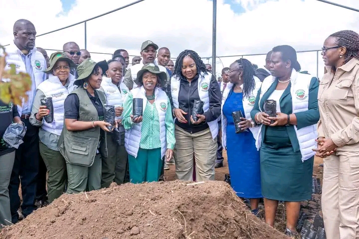 Tree Planting
