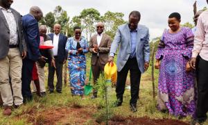 Tree Planting 